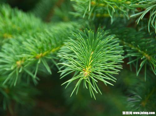 云杉鋁扣板-鋁扣板龍骨有哪些