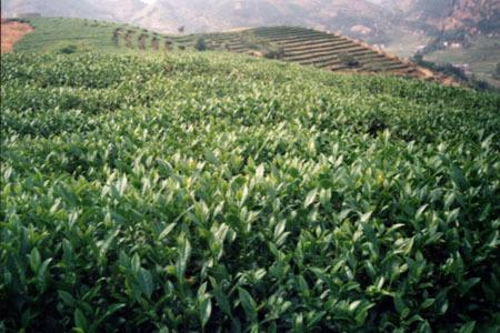 晉江鋁扣板-湛江鋁扣板廠家問鋁扣板為什么值得被選擇